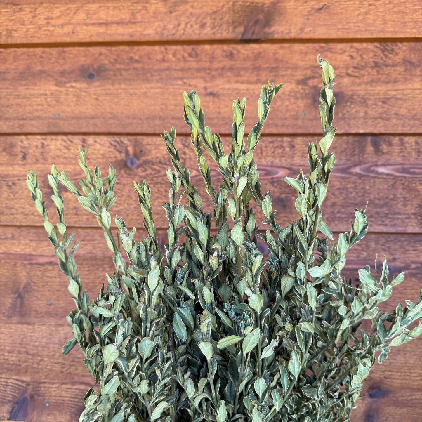 Boxwood