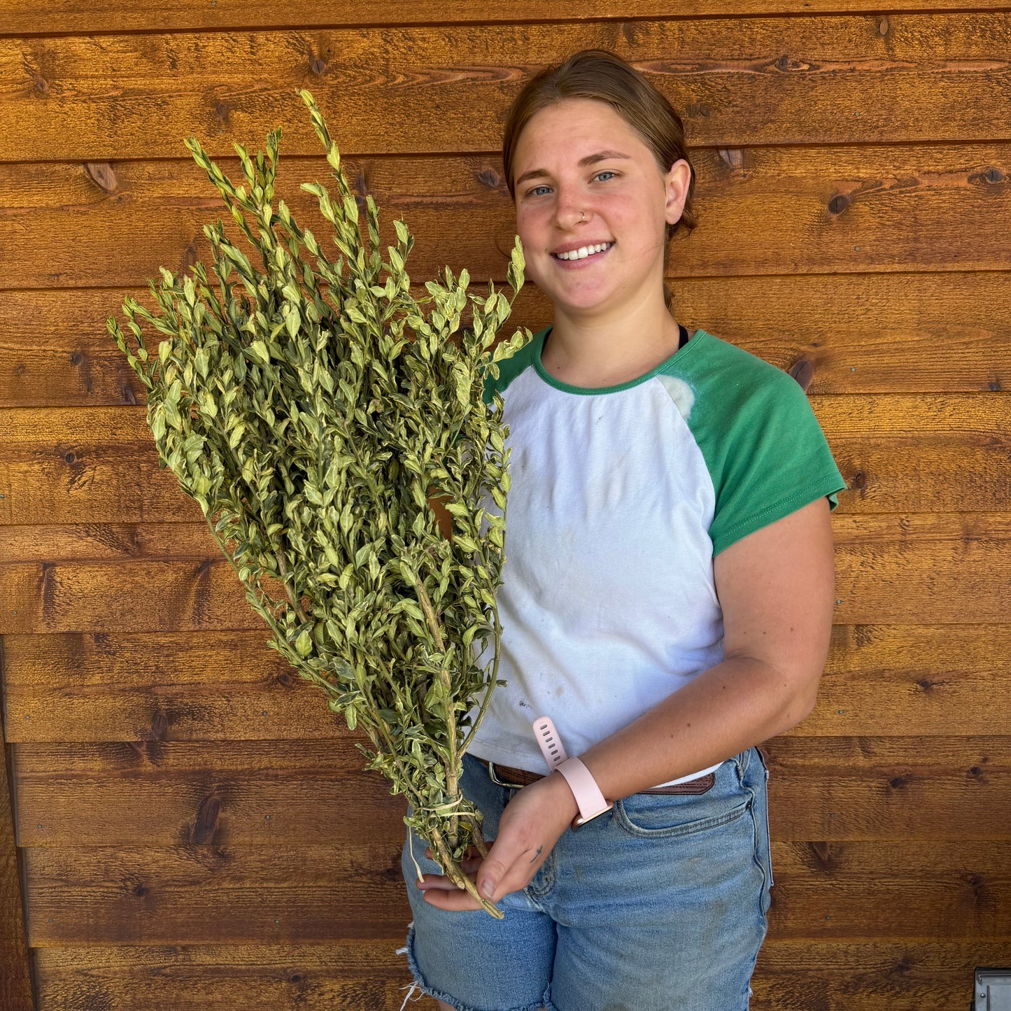 Boxwood