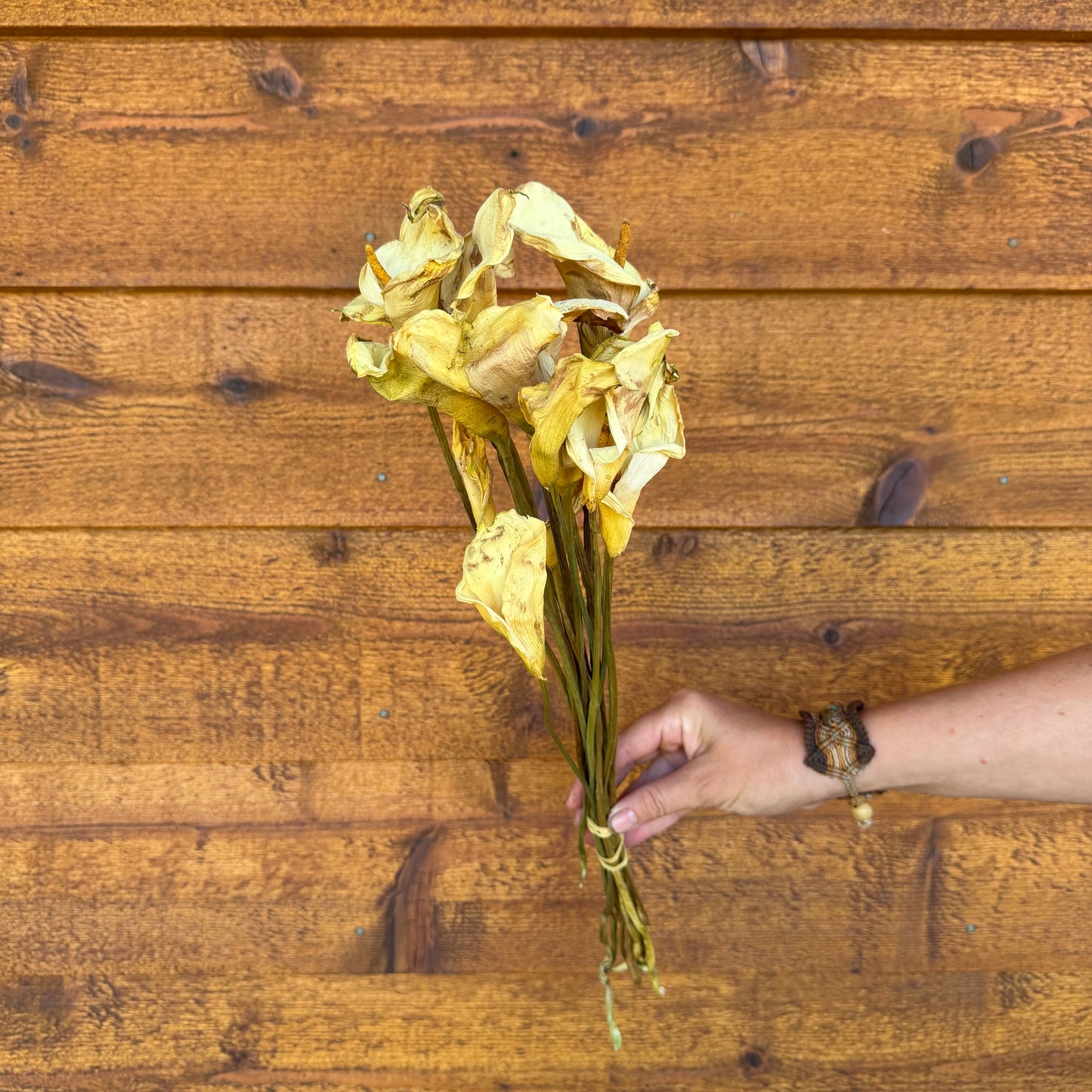 Calla Lily