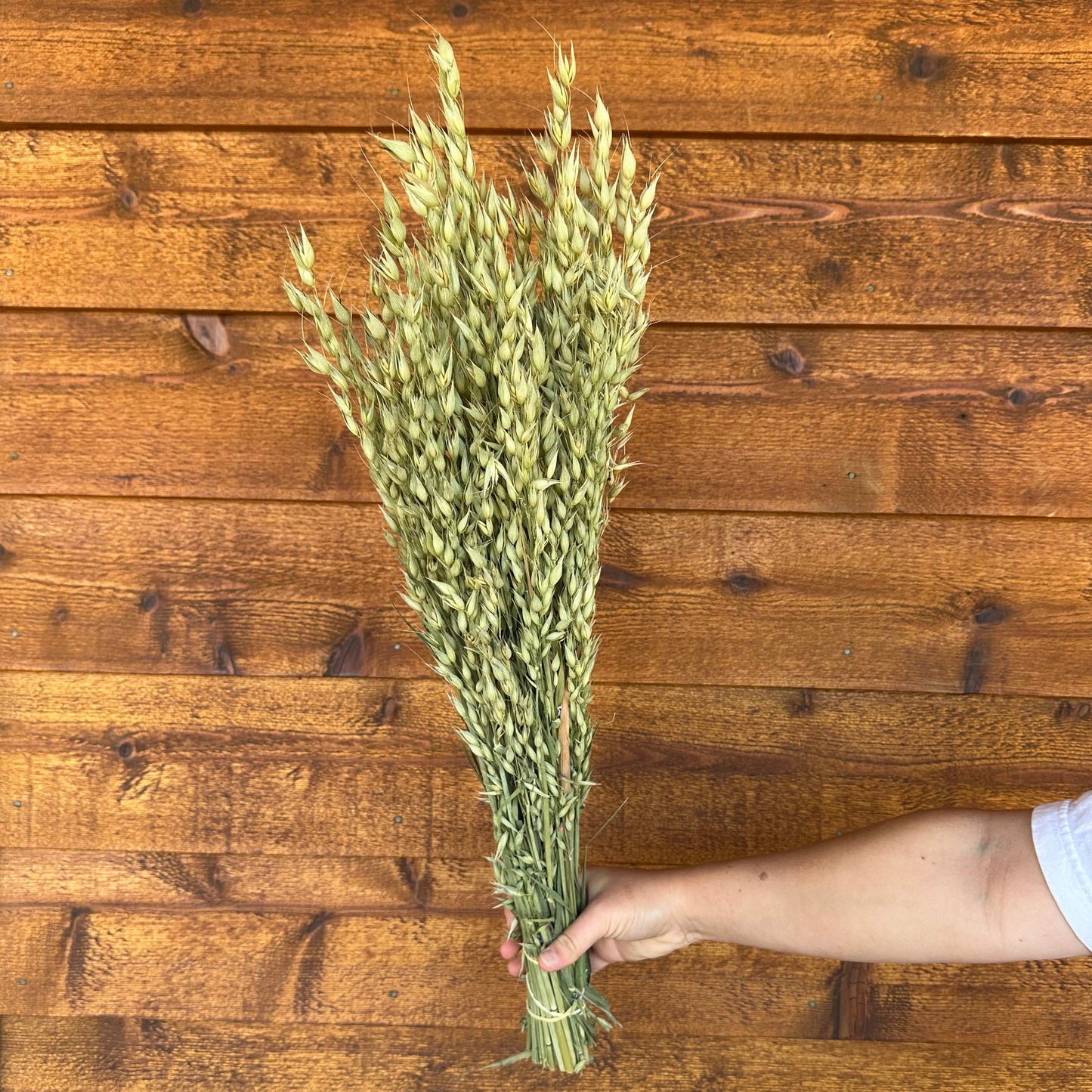 Cayuse Oats