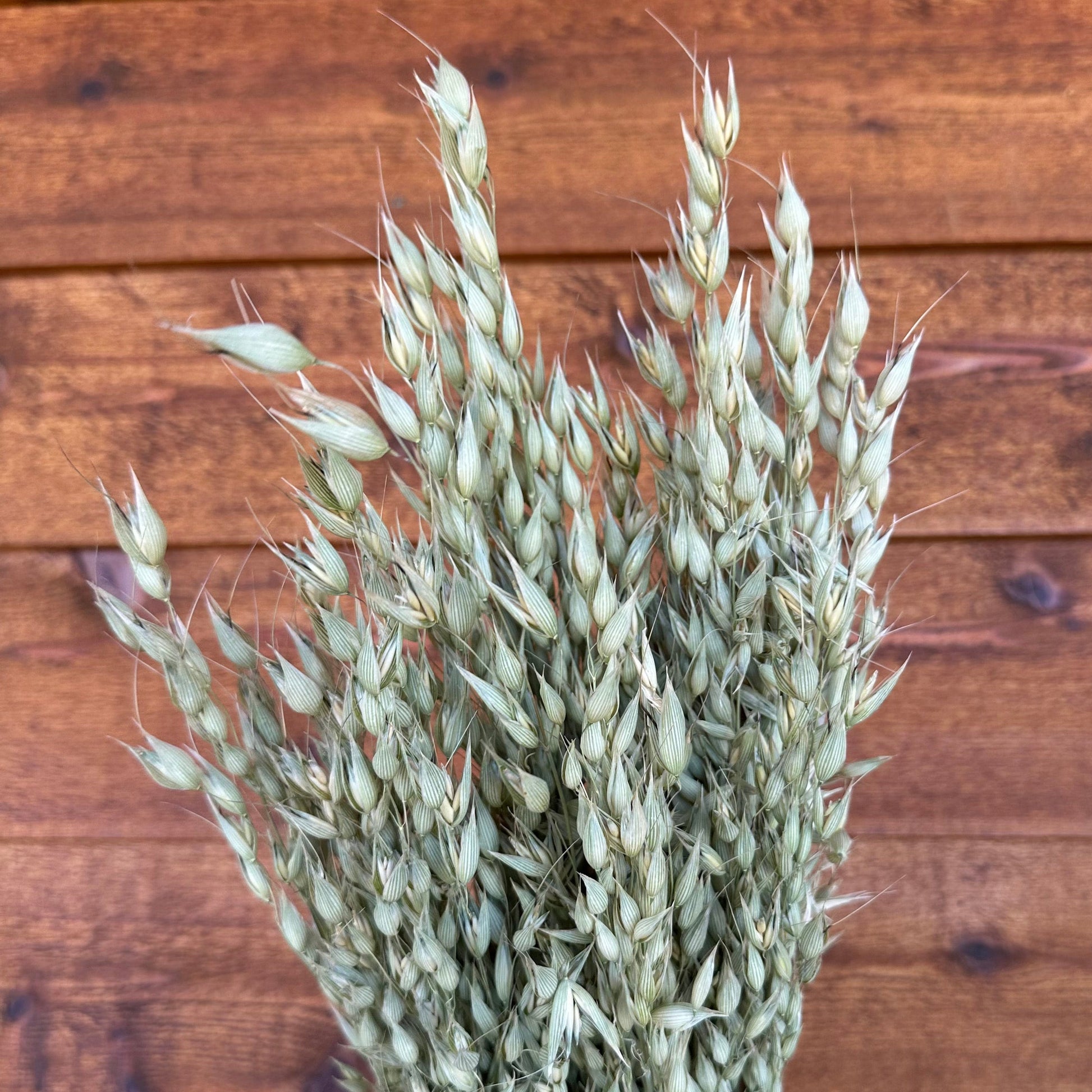 Bouquet of dried green cayuse oats against a wooden background