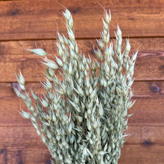 Bouquet of dried green cayuse oats against a wooden background