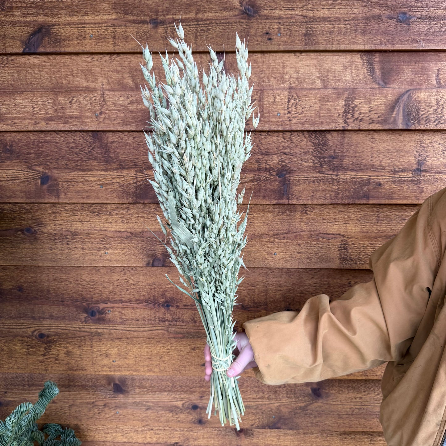 Cayuse Oats