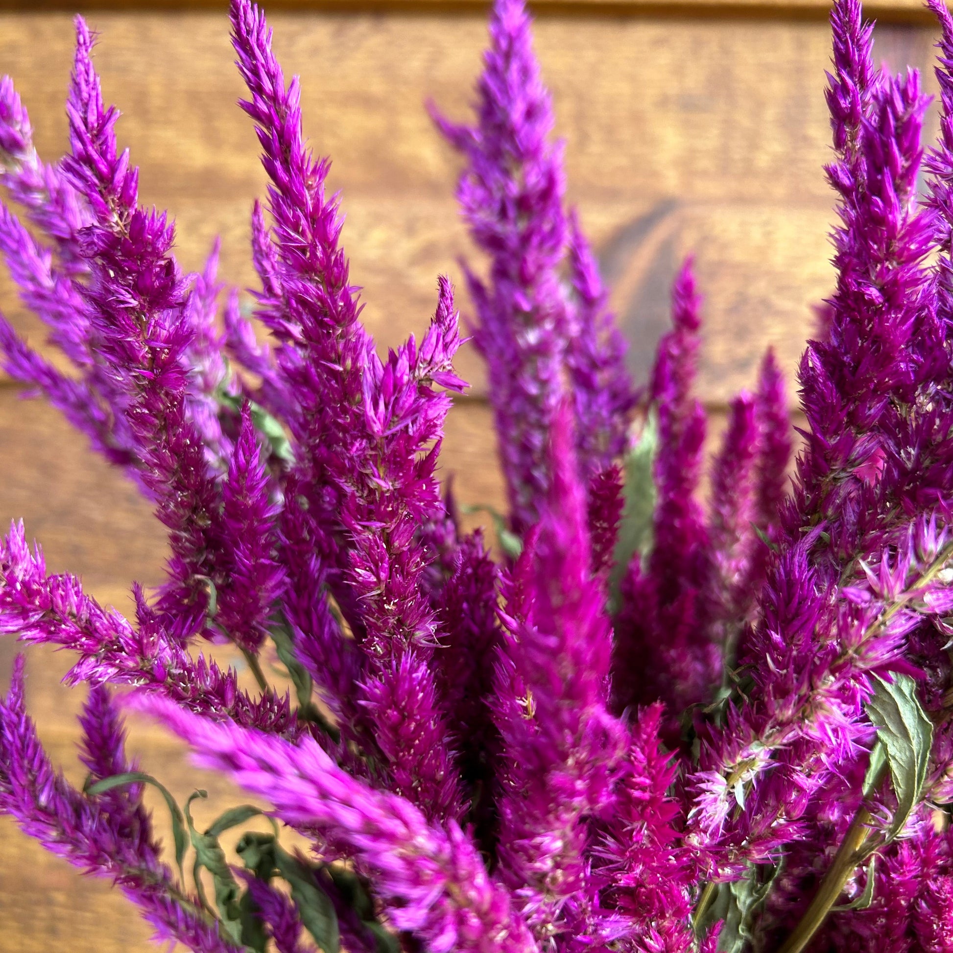 Close-up of purple feathered plant against a wooden background