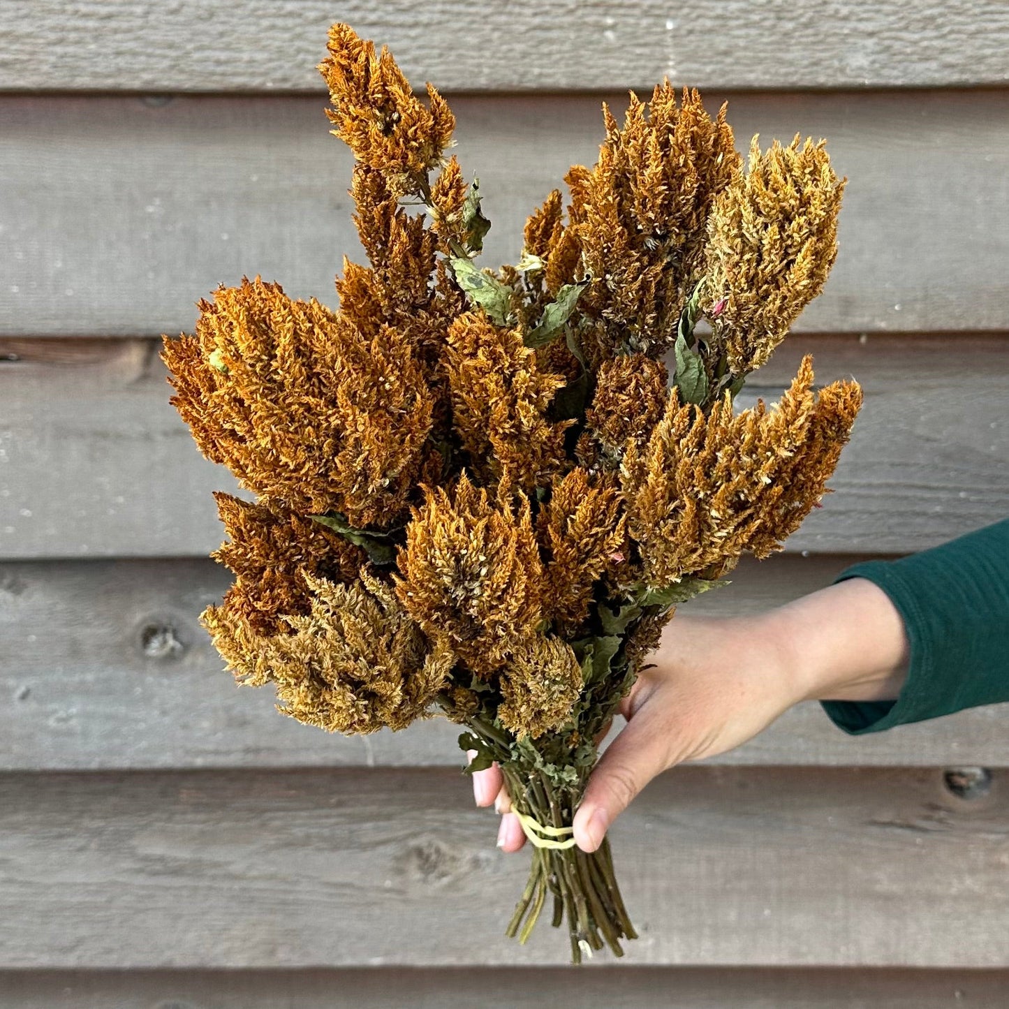 Hand holding a bouquet of dried brown flowers against a wooden wall.