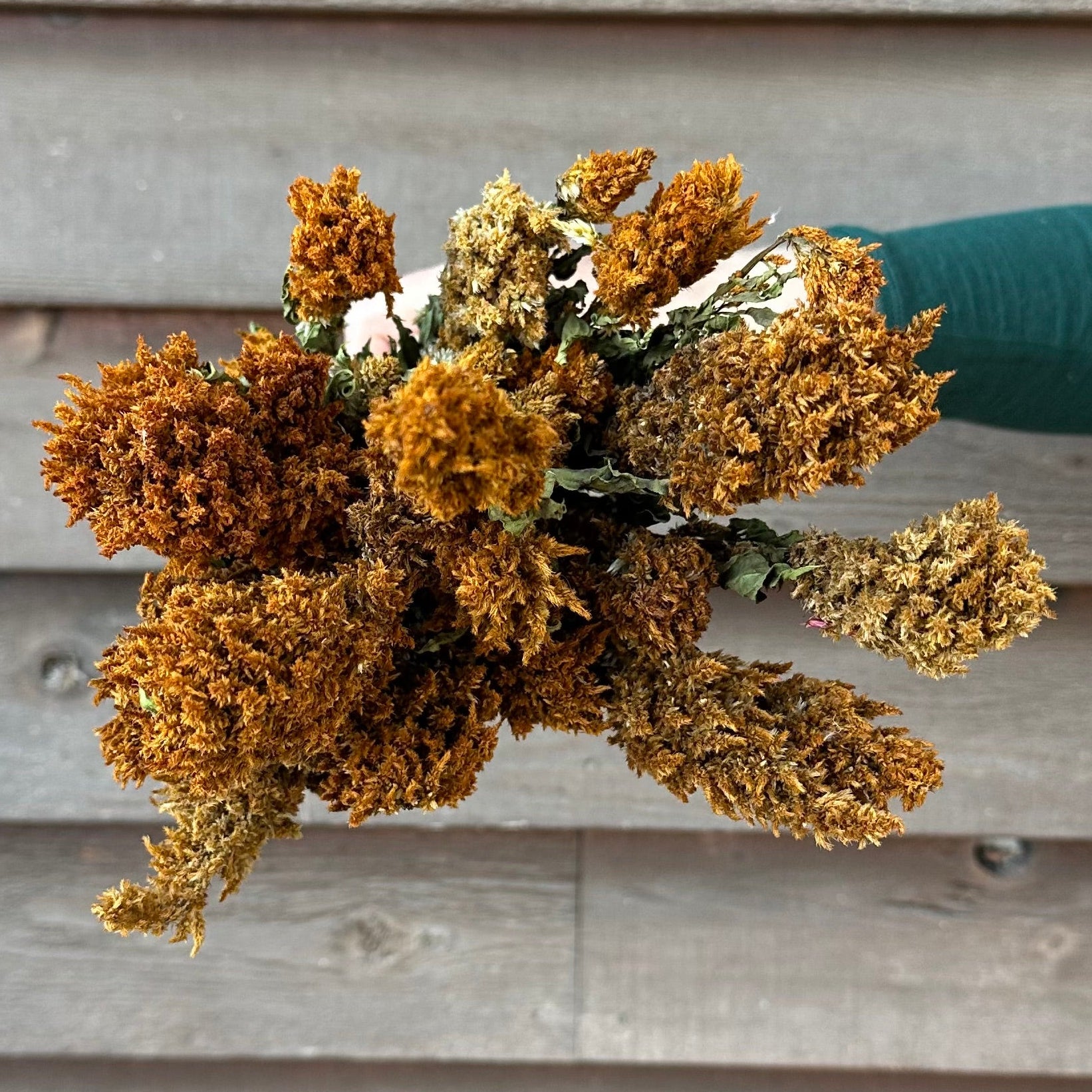 Bouquet of dried flowers held against a wooden wall