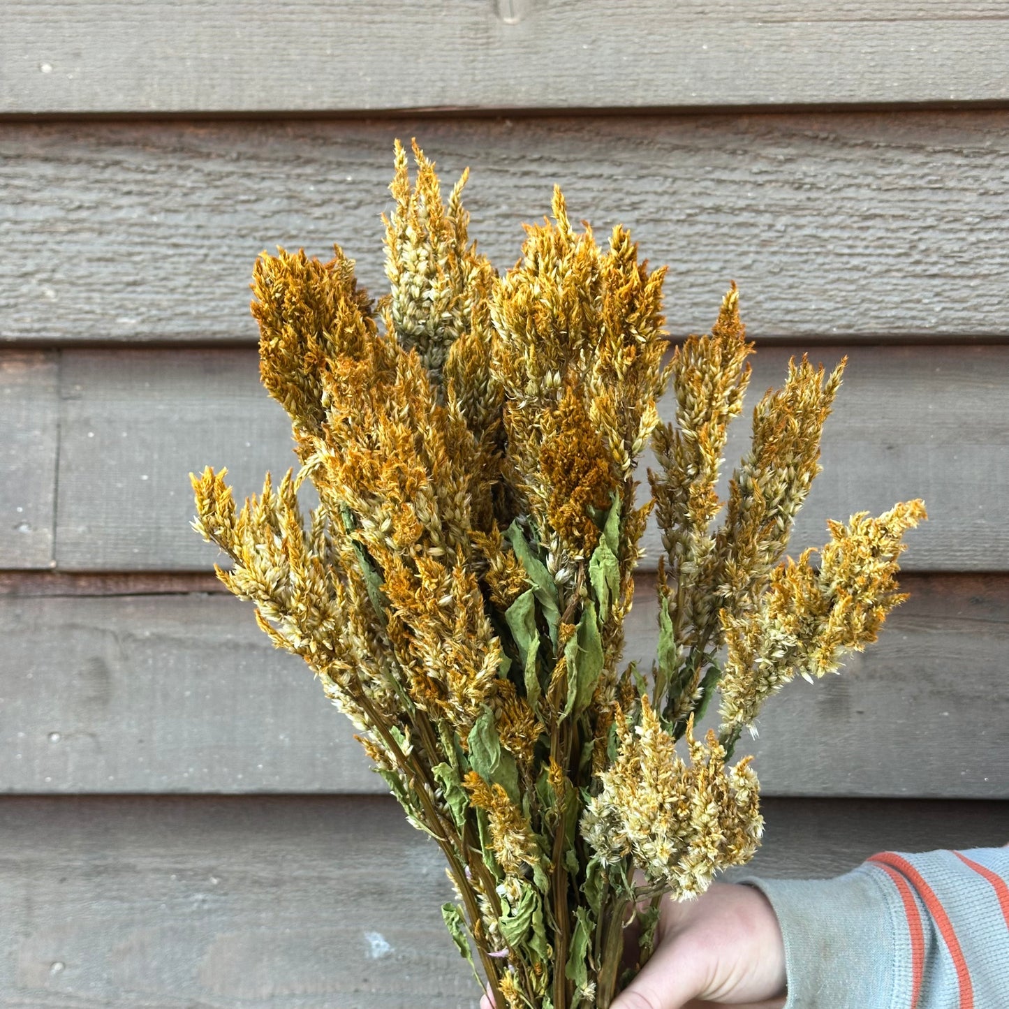 Celosia Plumes
