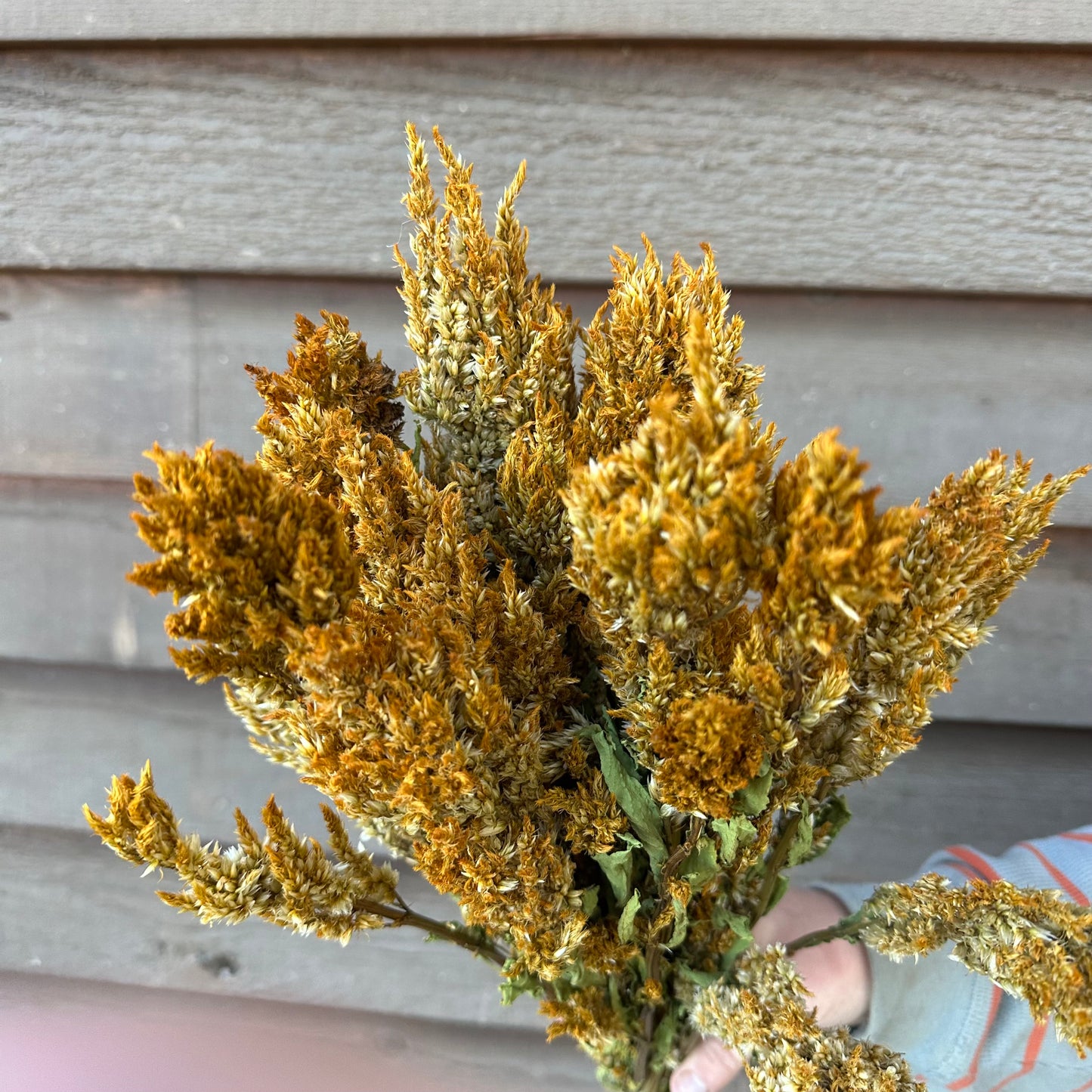 Celosia Plumes