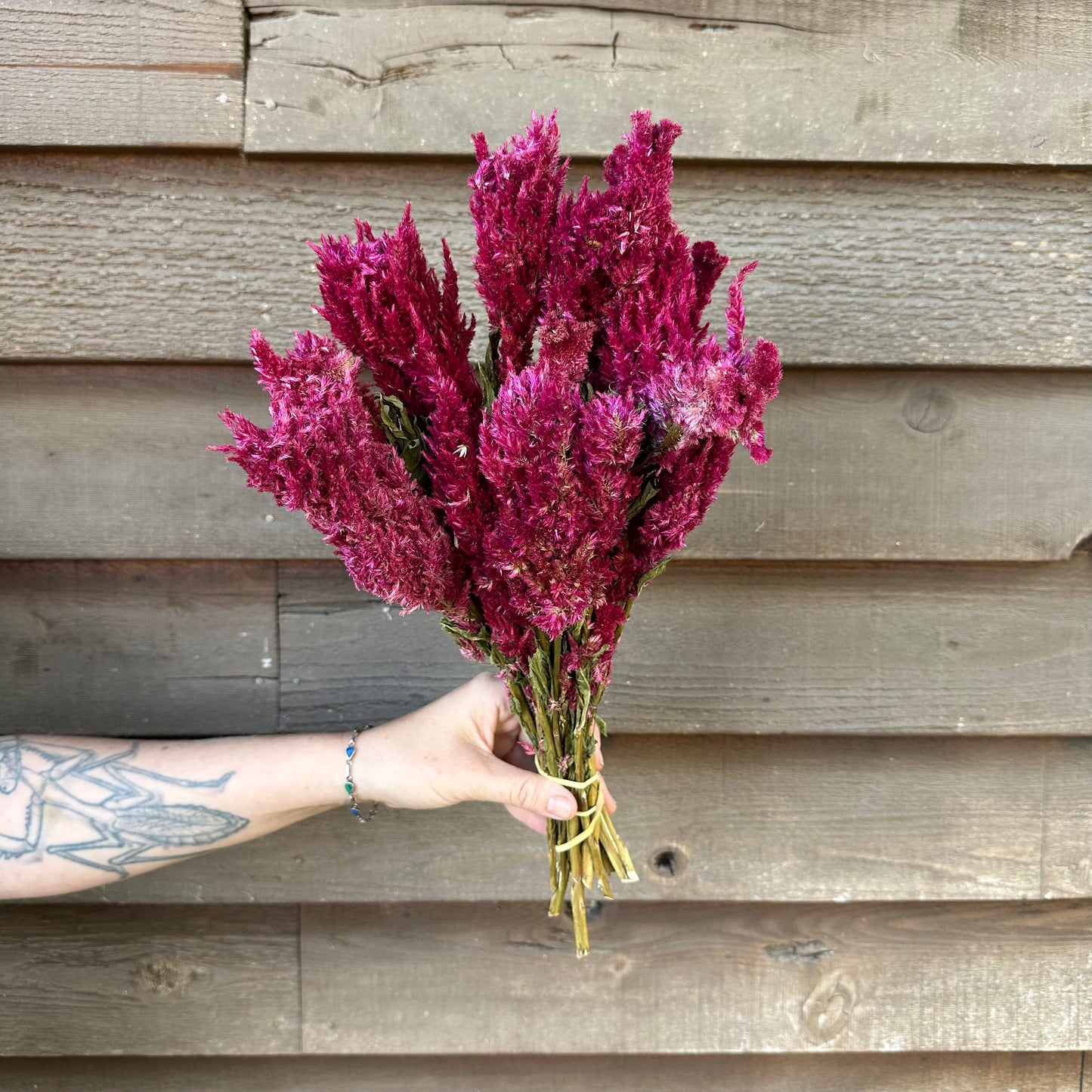 Celosia Plumes