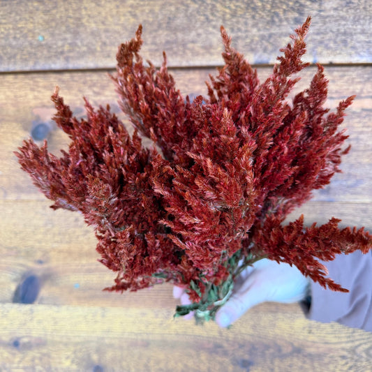 Bouquet of red-brown dried plants held by a person against a wooden background