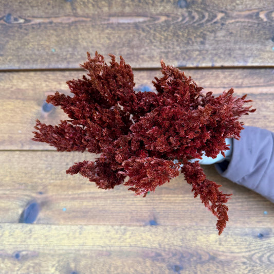Bouquet of red flowers held by a wooden surface