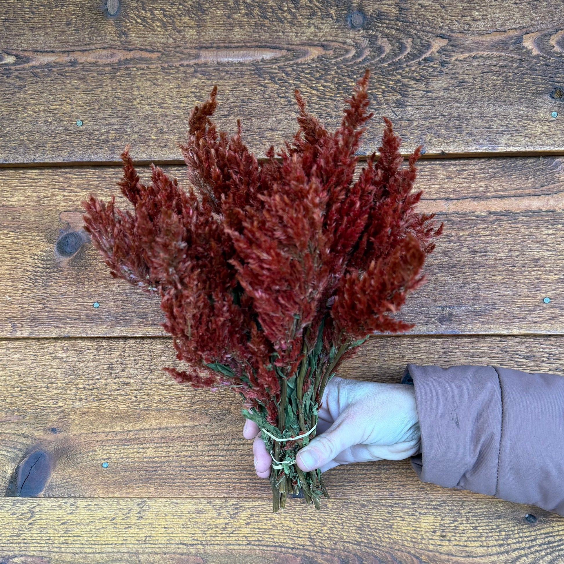 Bouquet of dried red flowers held by a gloved hand on a wooden surface