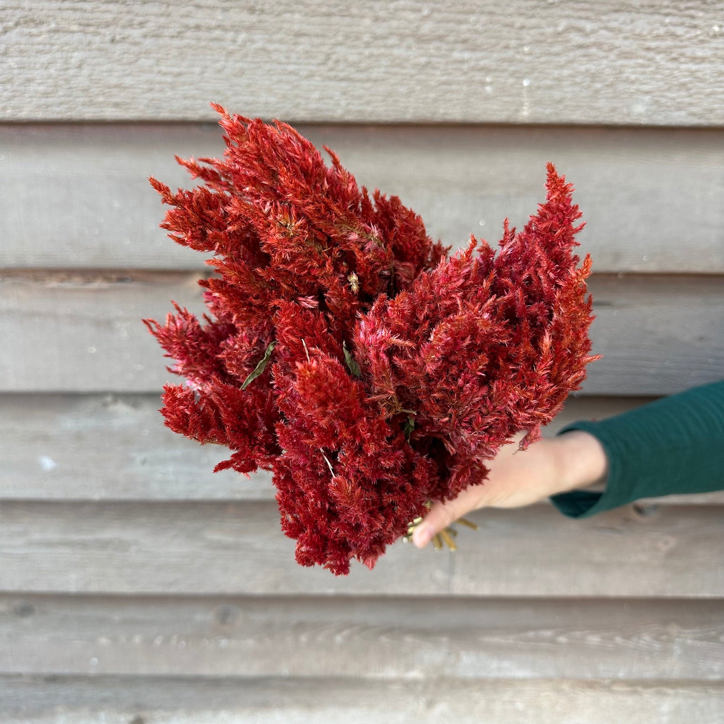 Celosia Plumes