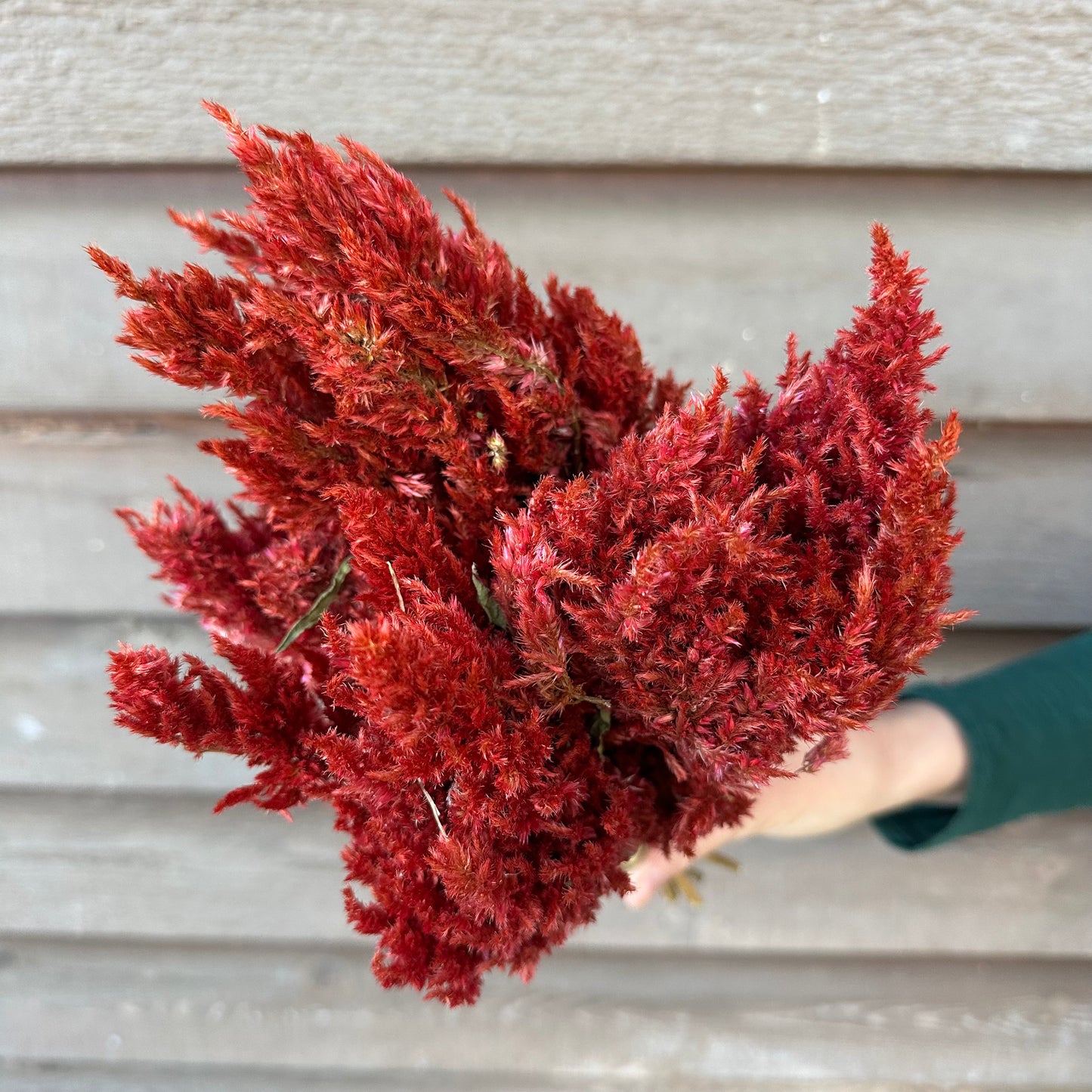 Celosia Plumes