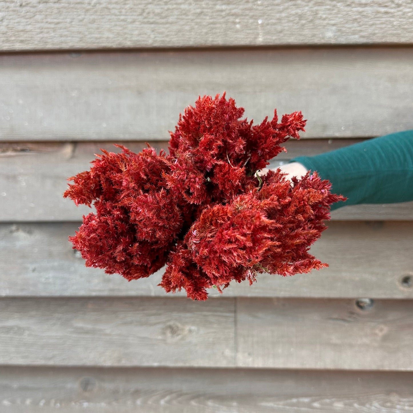 Red flowers held by a person against a wooden background