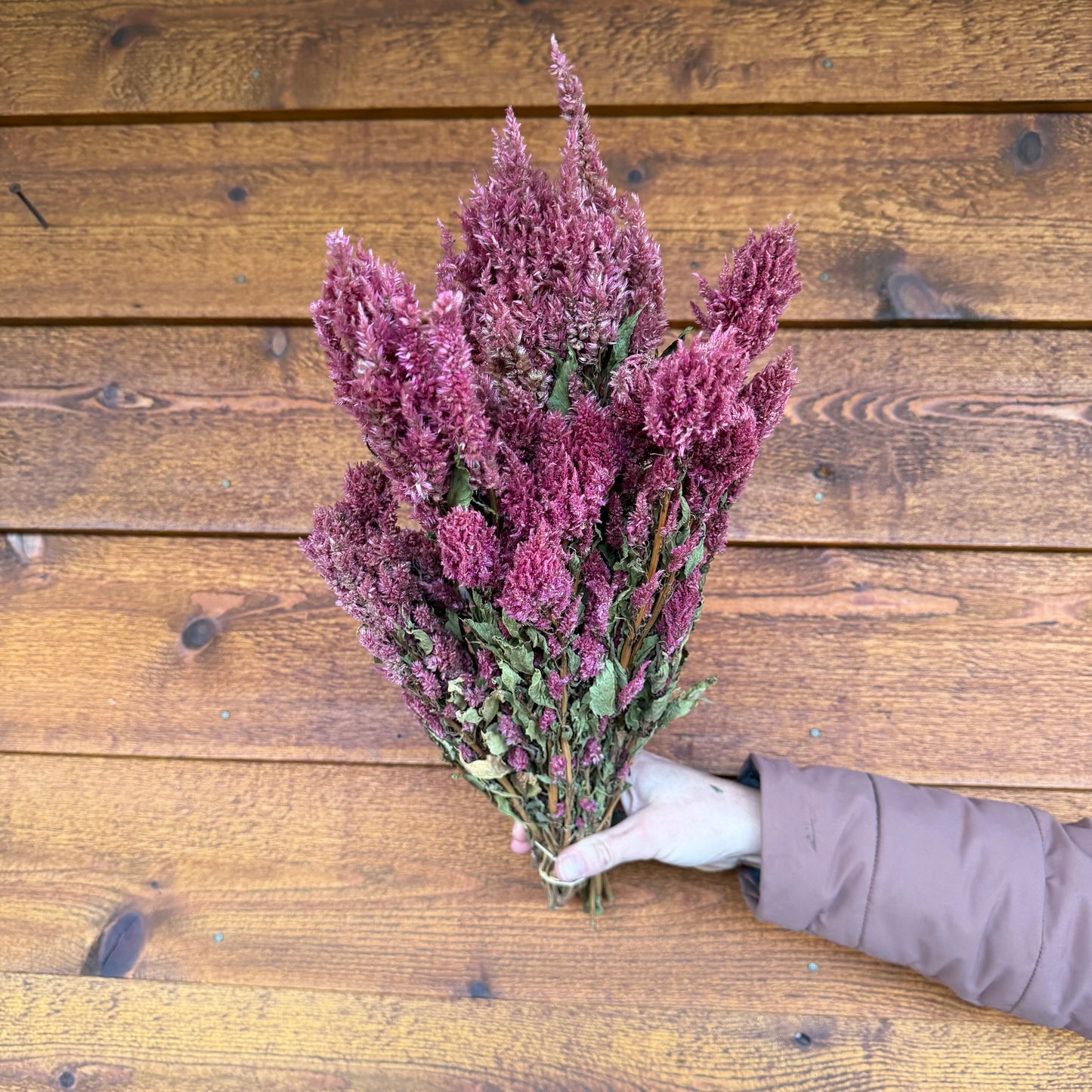 Celosia Plumes