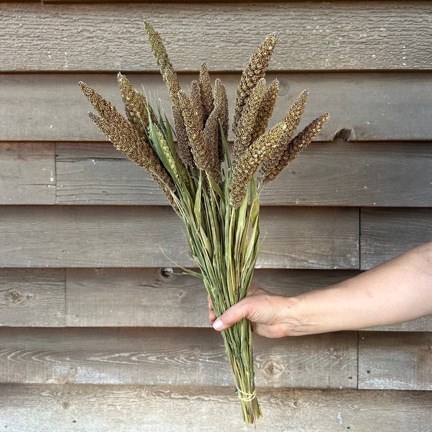 Bouquet of dried plants held by a hand against a wooden wall