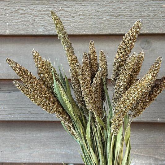 Bouquet of cigar millet against a wooden background