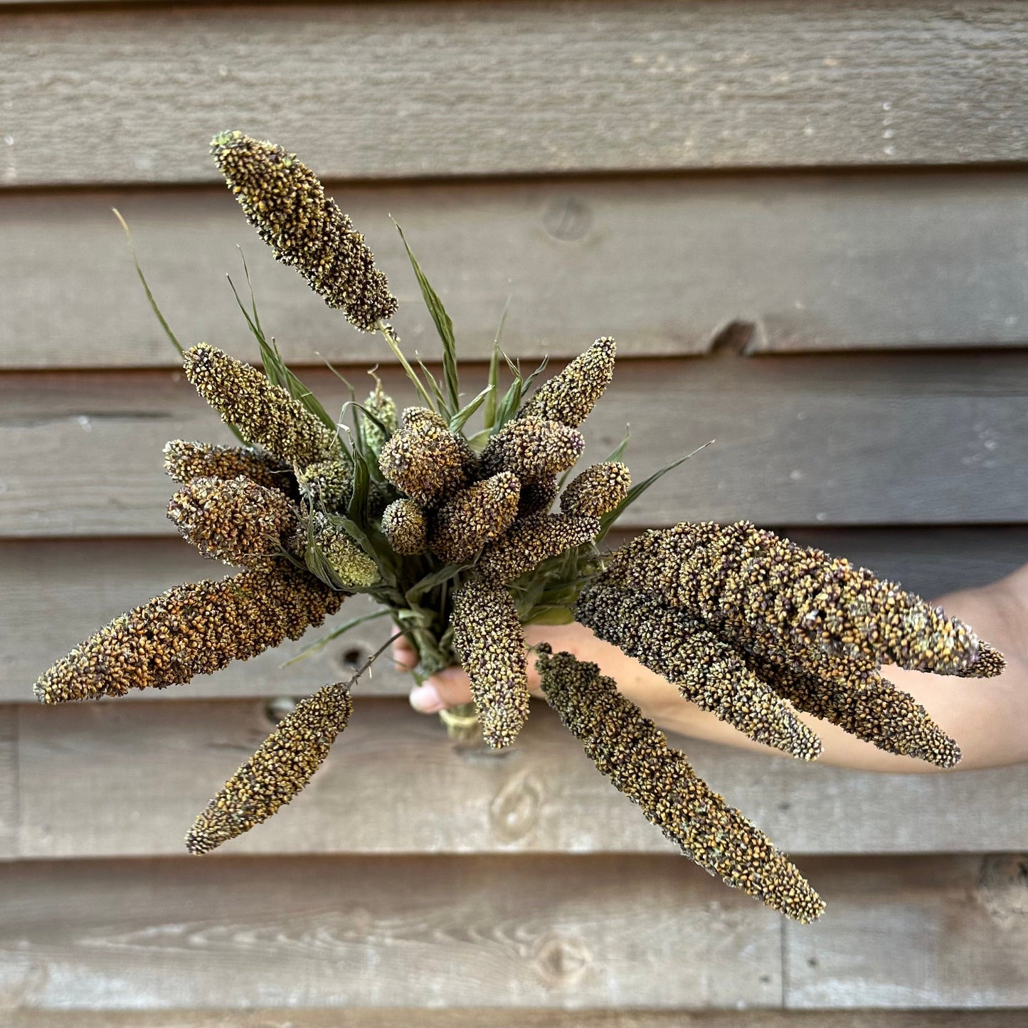 Bouquet of dried plants held against a wooden wall