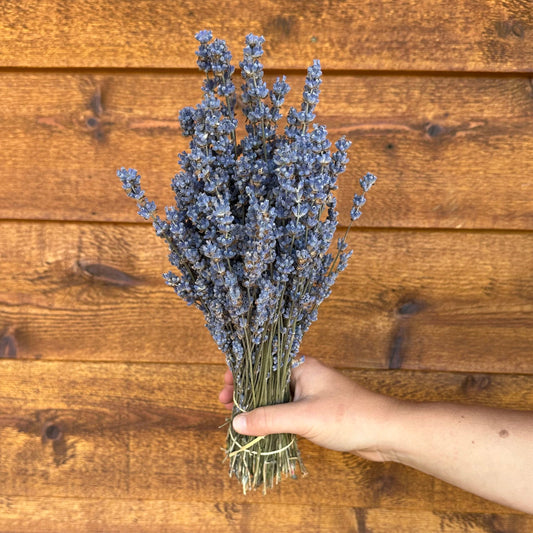 Hand holding a bundle of lavender against a wooden background