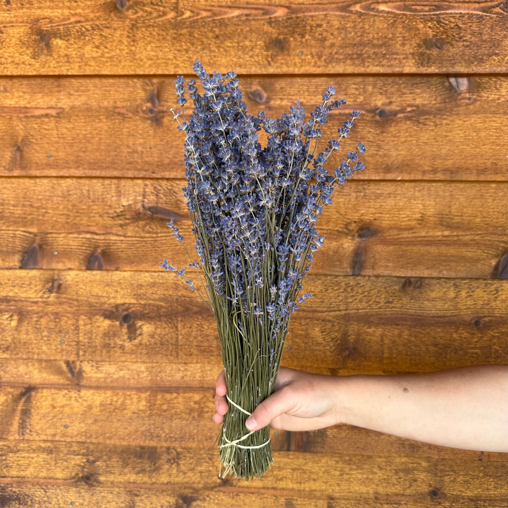 Hand holding a bundle of lavender against a wooden background