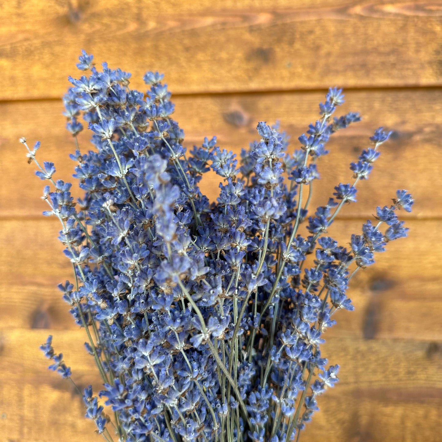 Bouquet of dried lavender on a wooden surface