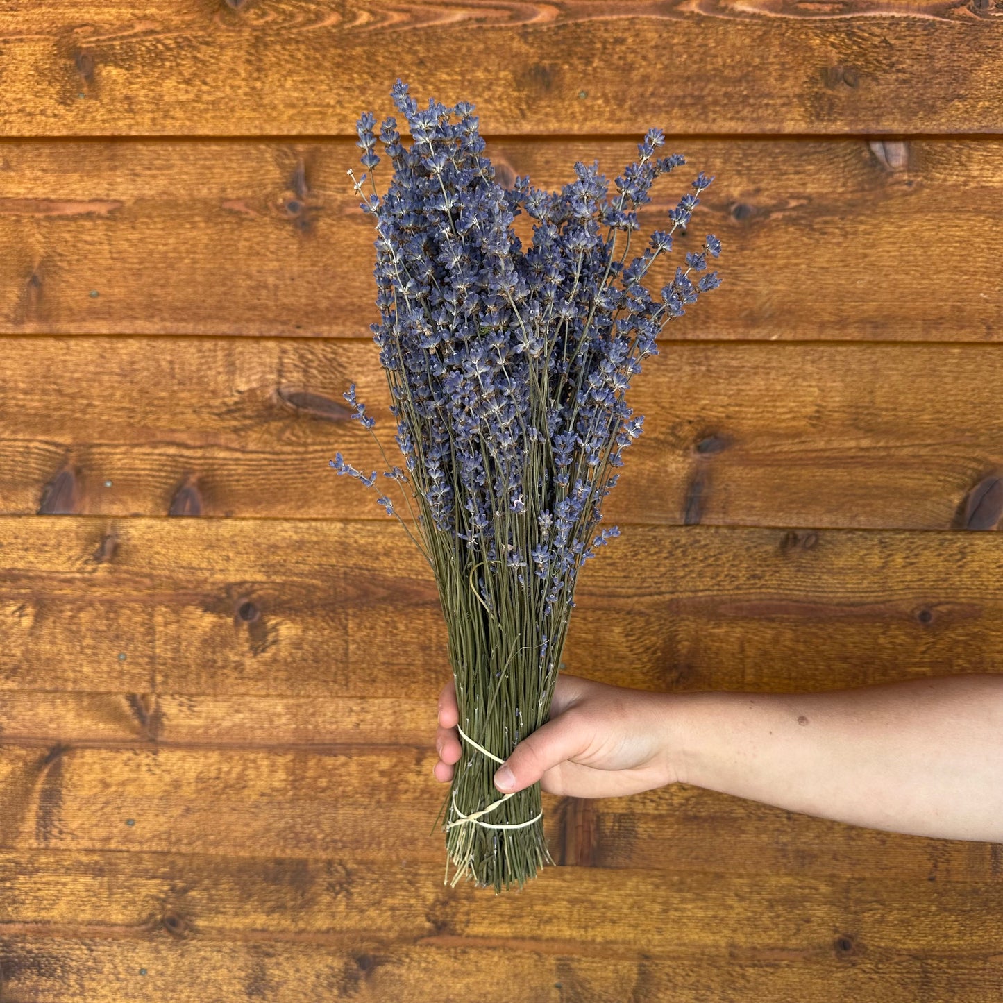 Hand holding a bundle of lavender against a wooden background