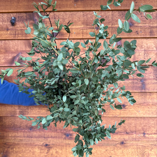 Green plant held against a wooden background