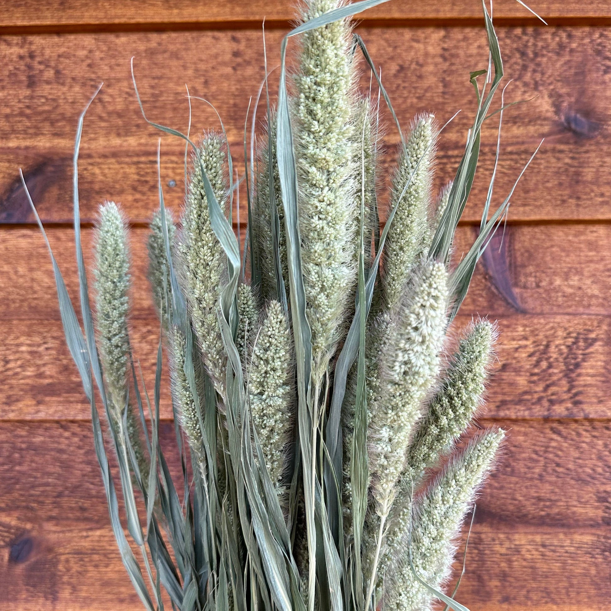 Dried foxtail grass on a wooden surface