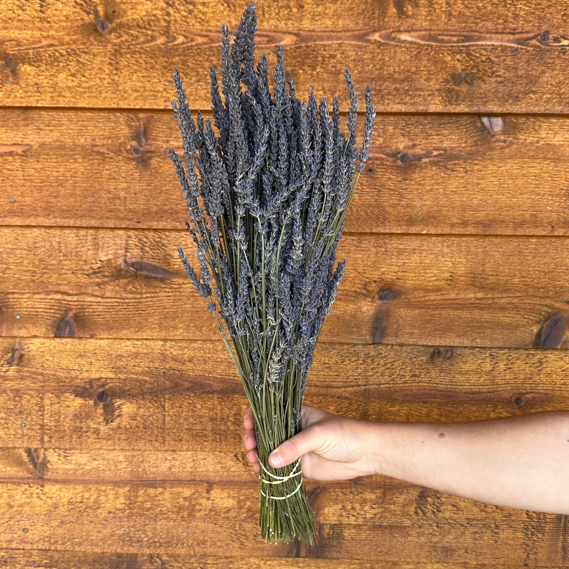Bouquet of French lavender held by a hand on a wooden surface