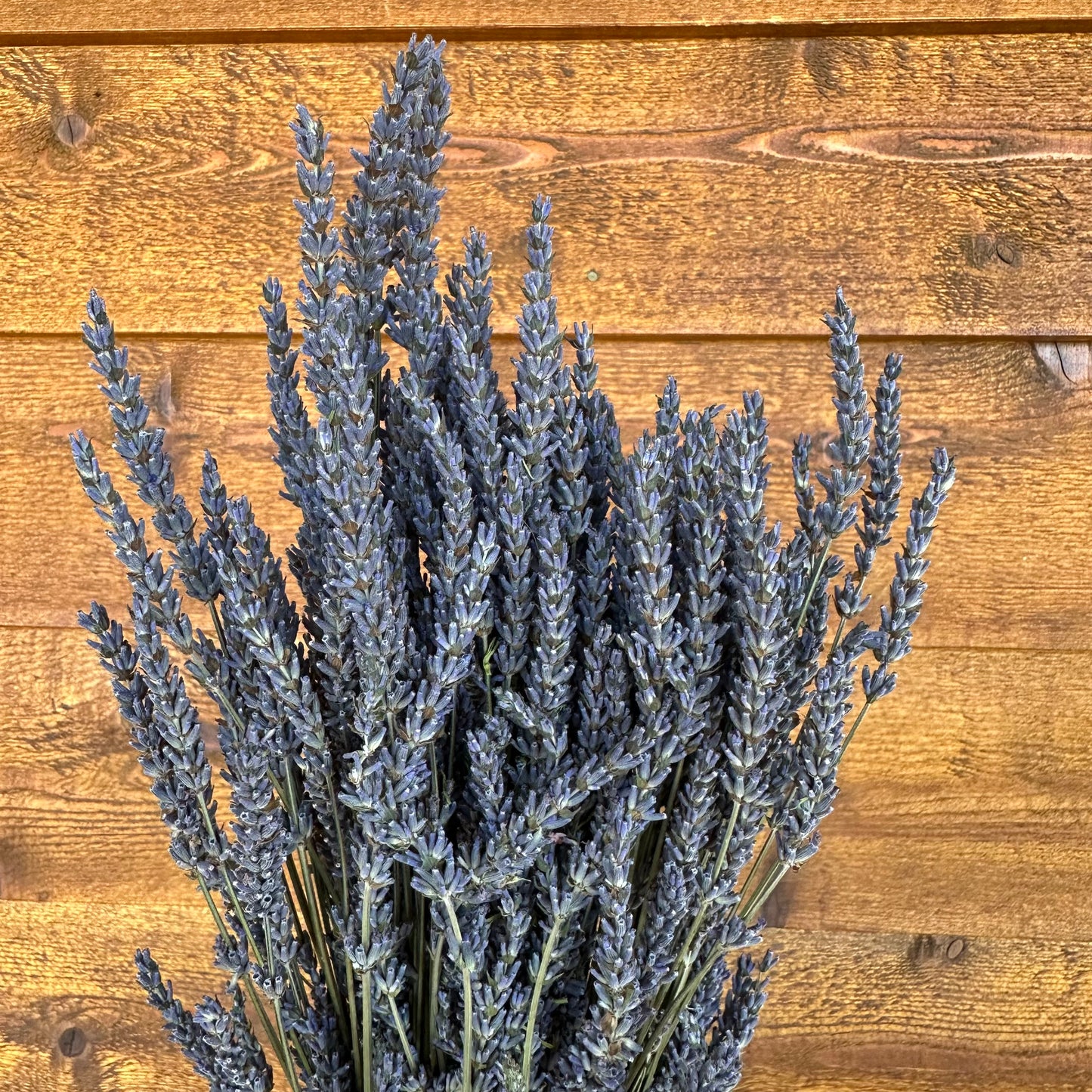 Bouquet of French lavender against a wooden background