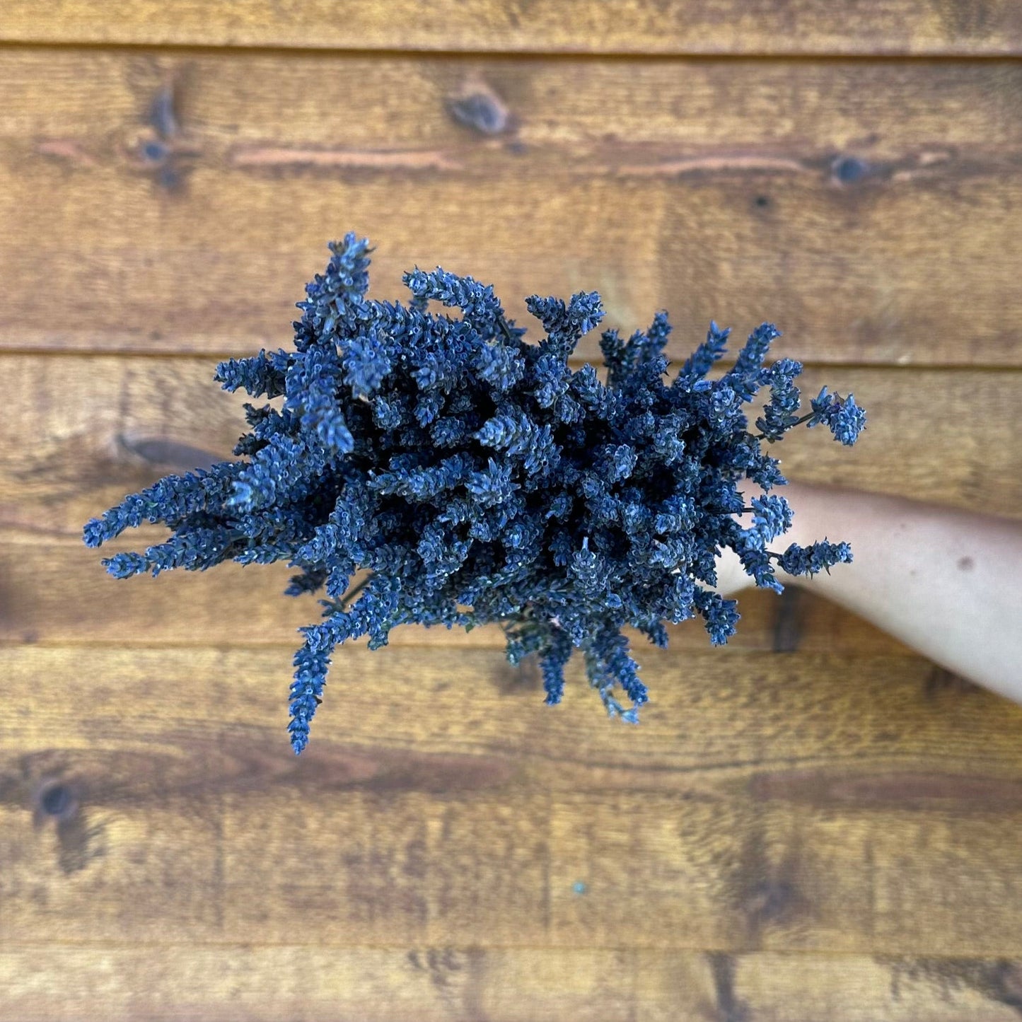 Bouquet of French lavender held by a hand on a wooden surface