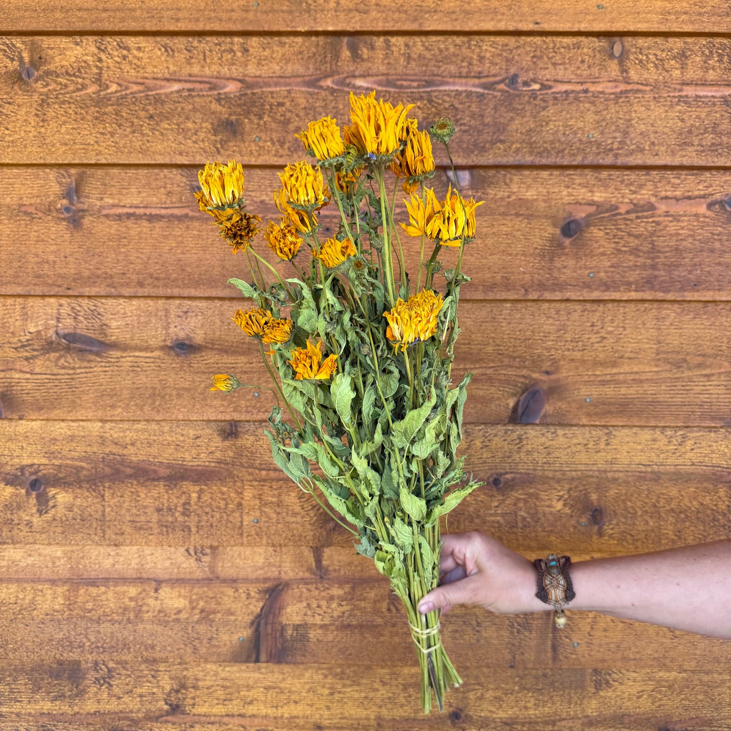 Heliopsis