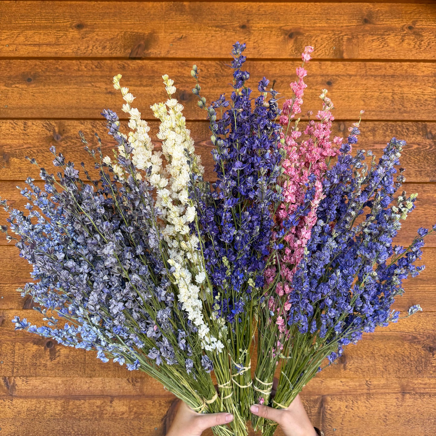 Larkspur