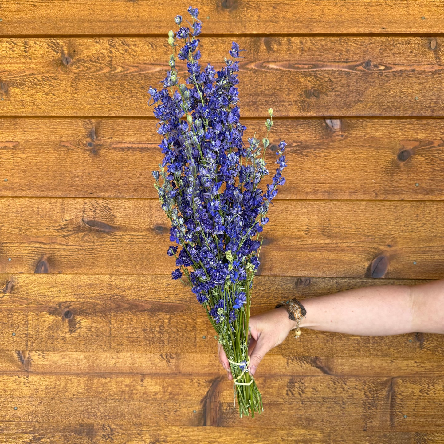 Larkspur