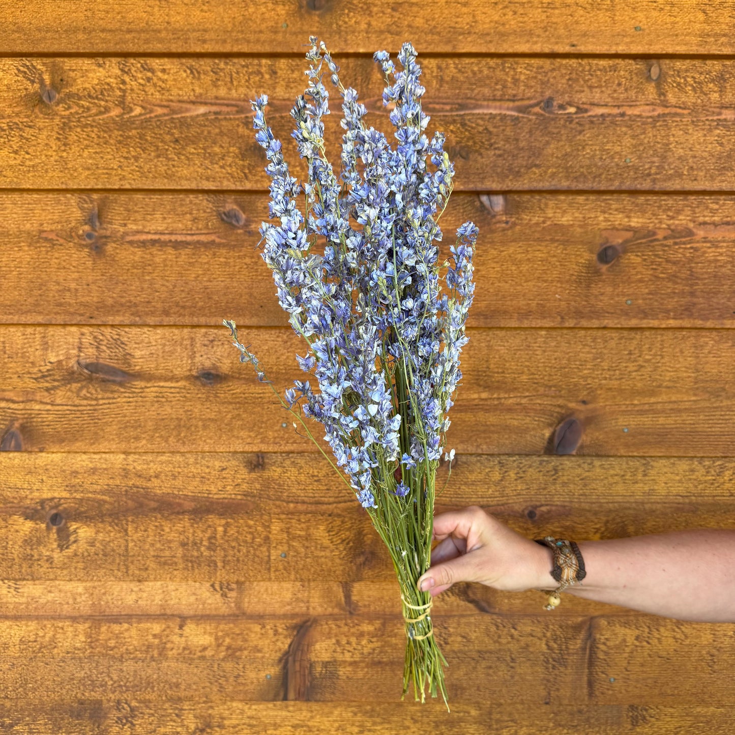 Larkspur