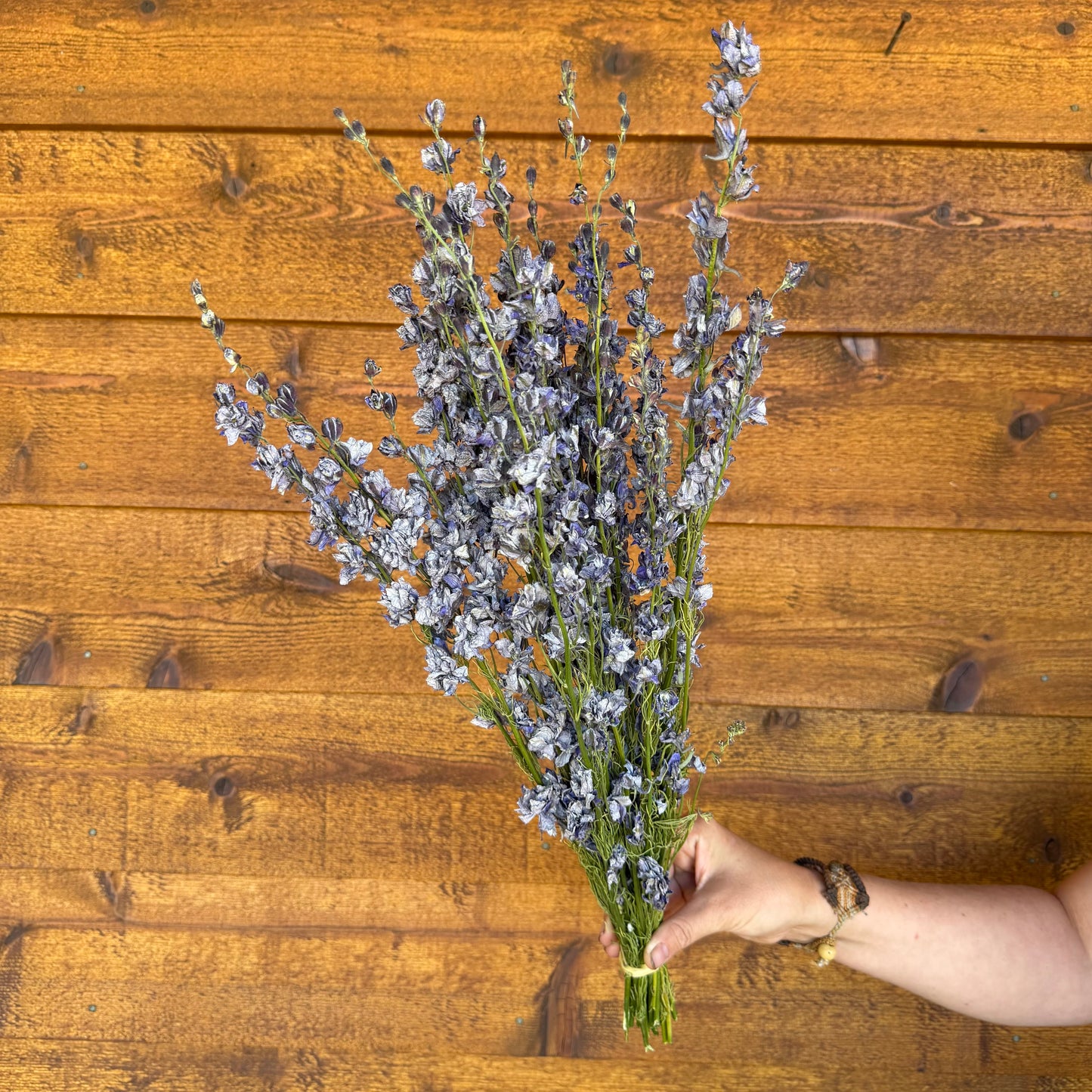 Larkspur