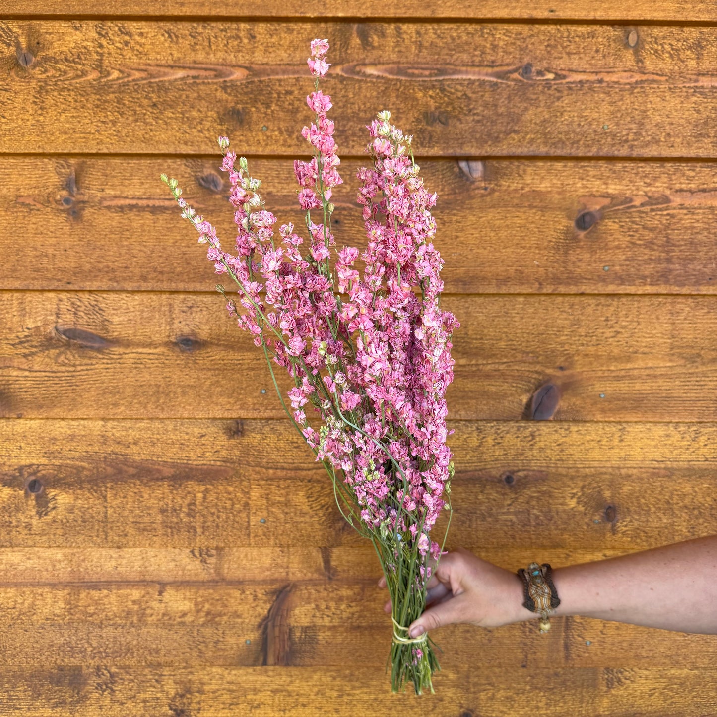 Larkspur