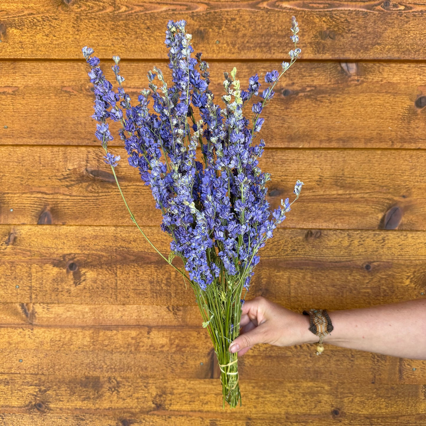 Larkspur