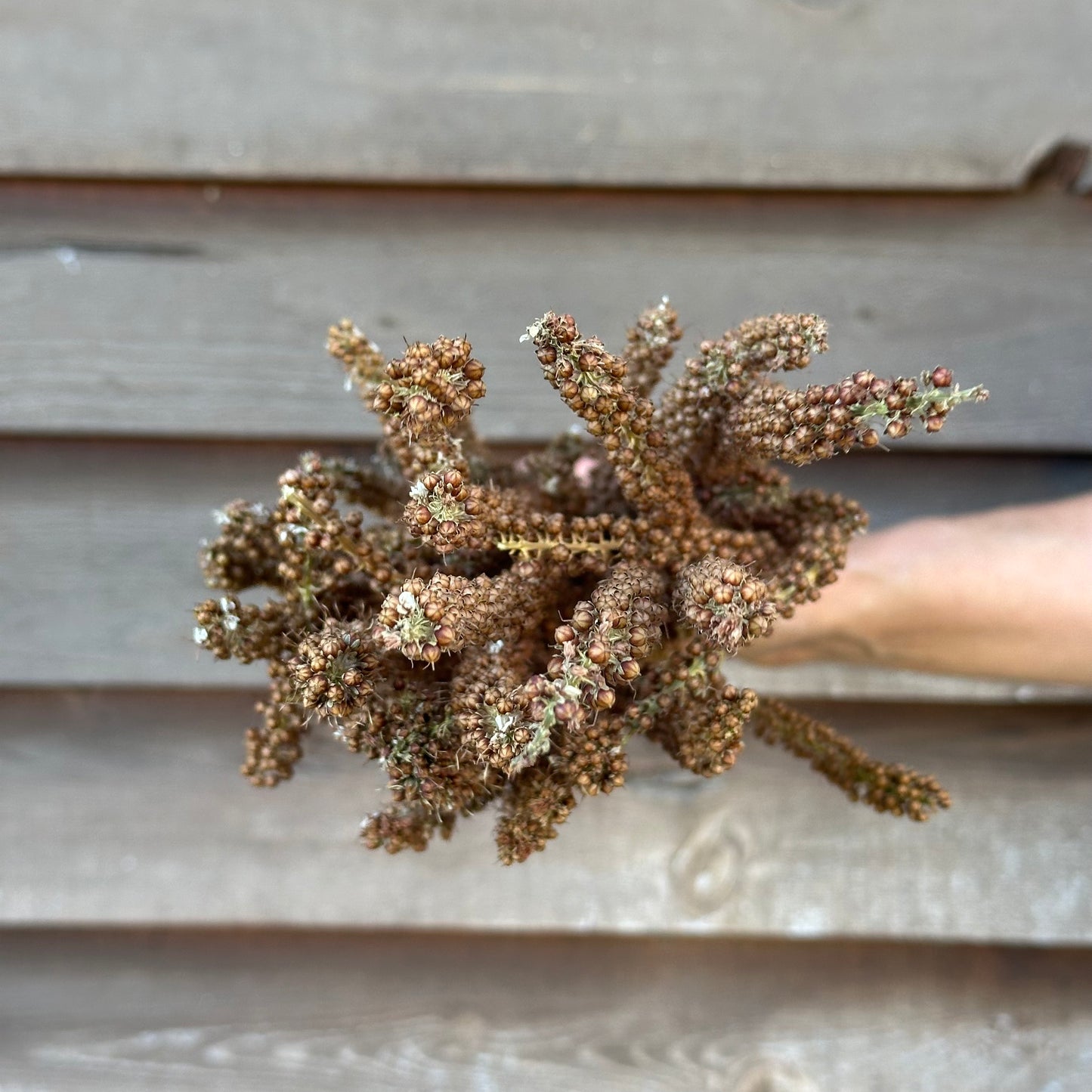 Lysimachia Pods