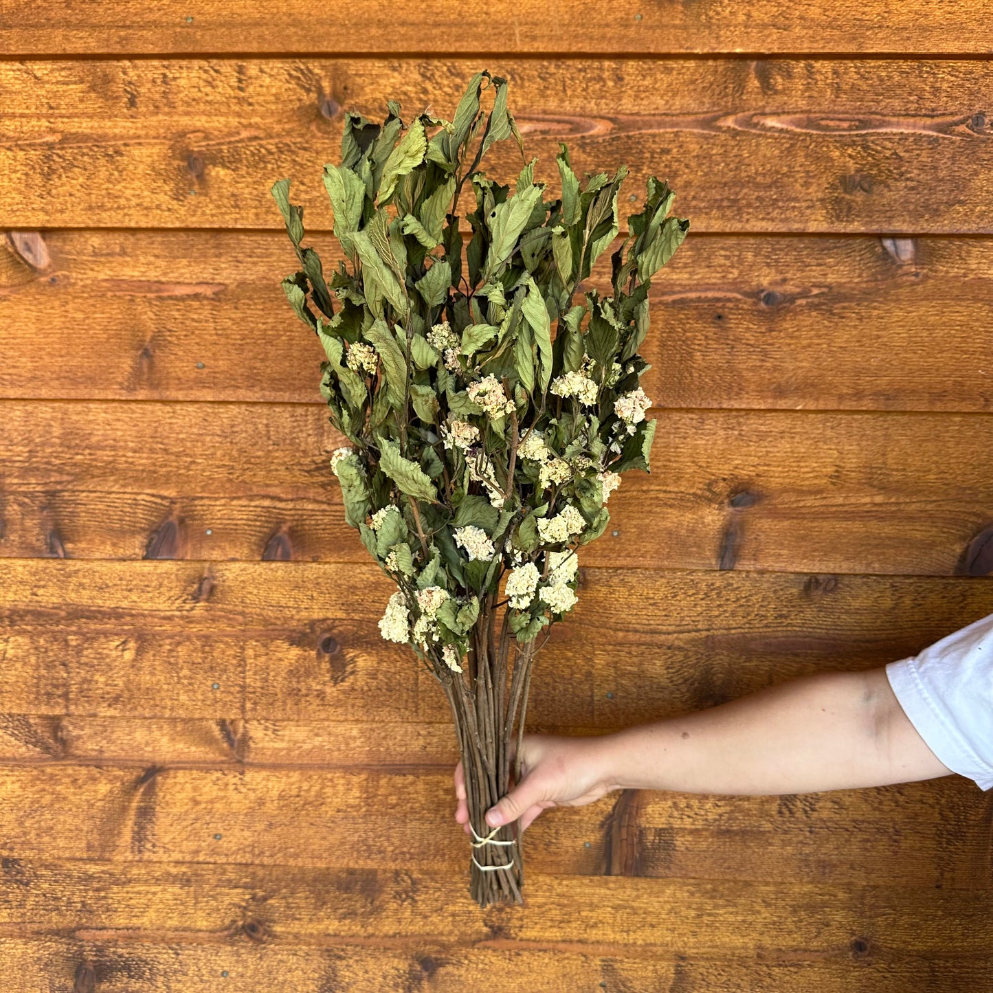 Bouquet of dried greenery held by a person against a wooden background