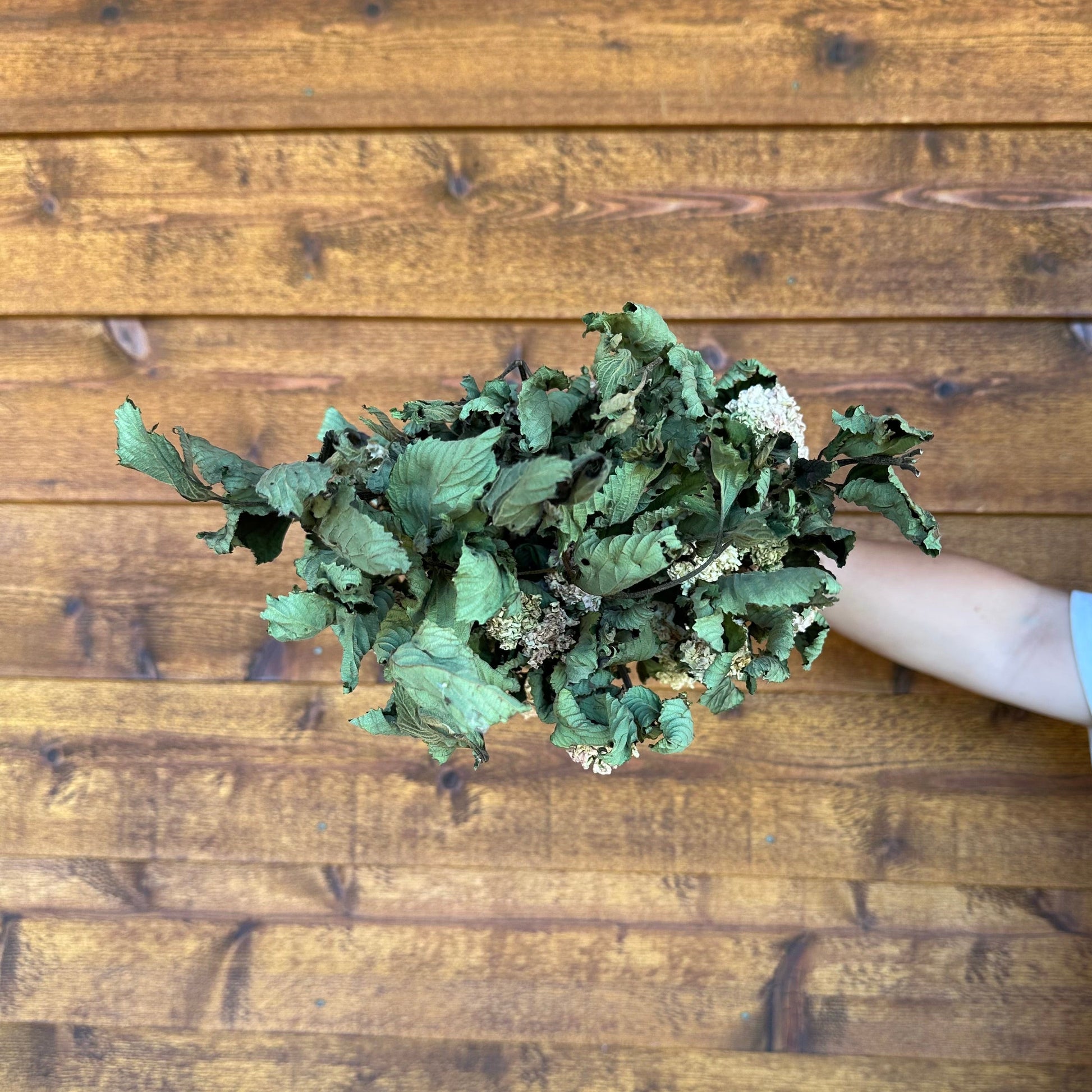 Hand holding a bouquet of green leaves against a wooden background