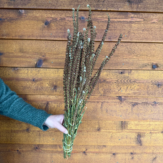 Lysimachia Pods