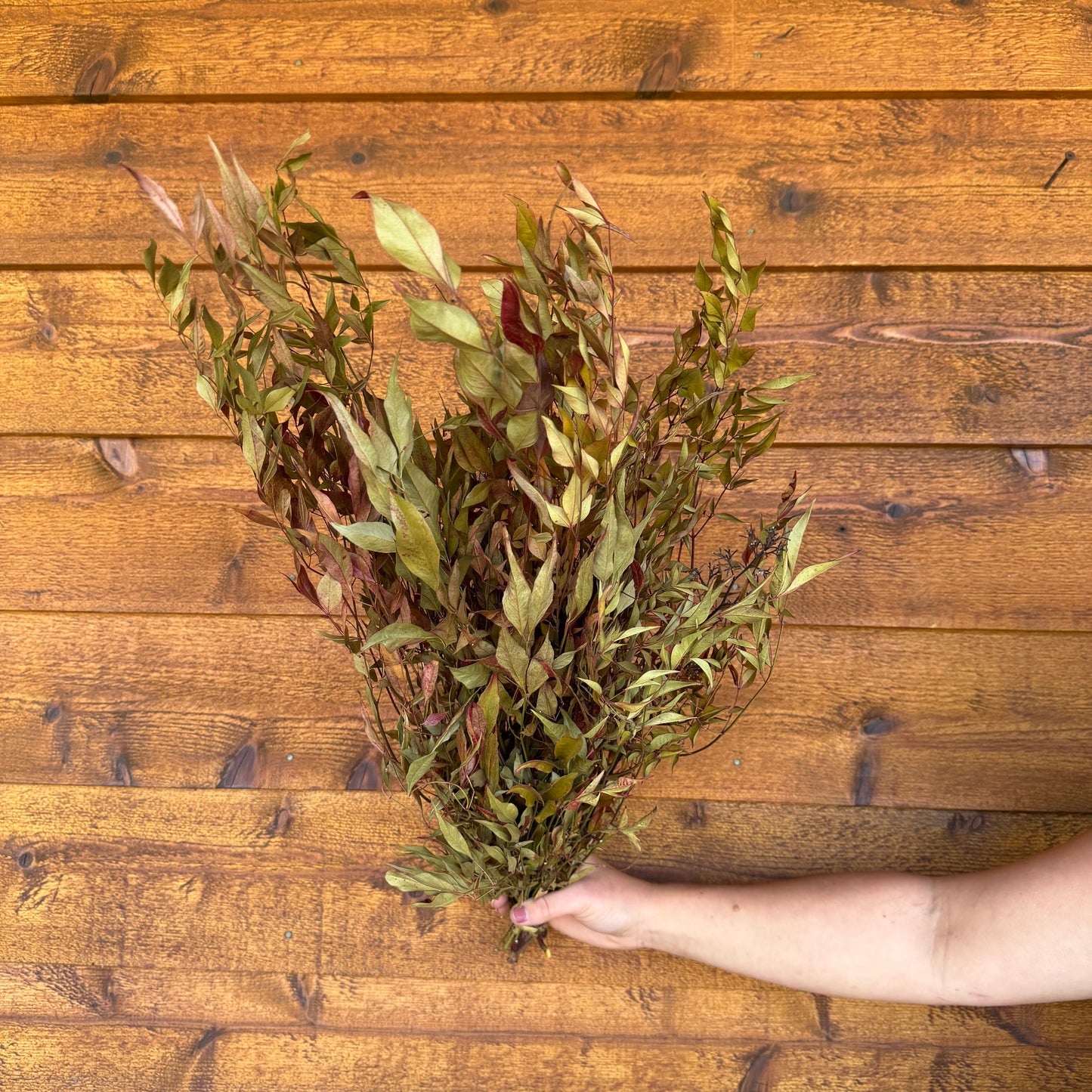 Nandina