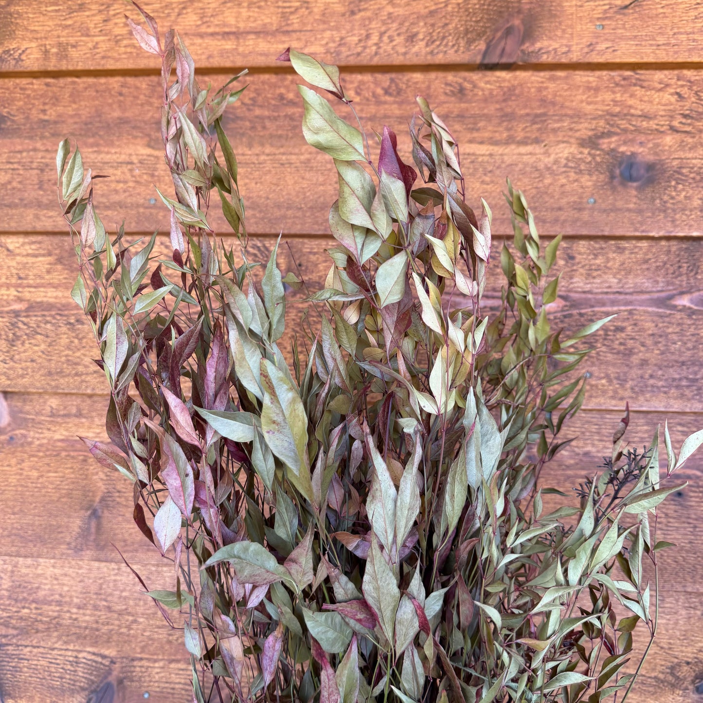Nandina