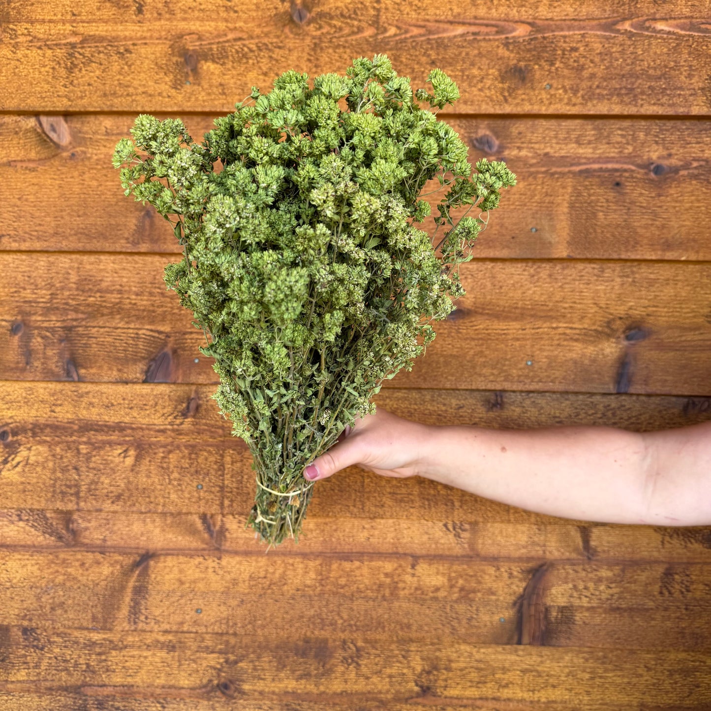 Oregano