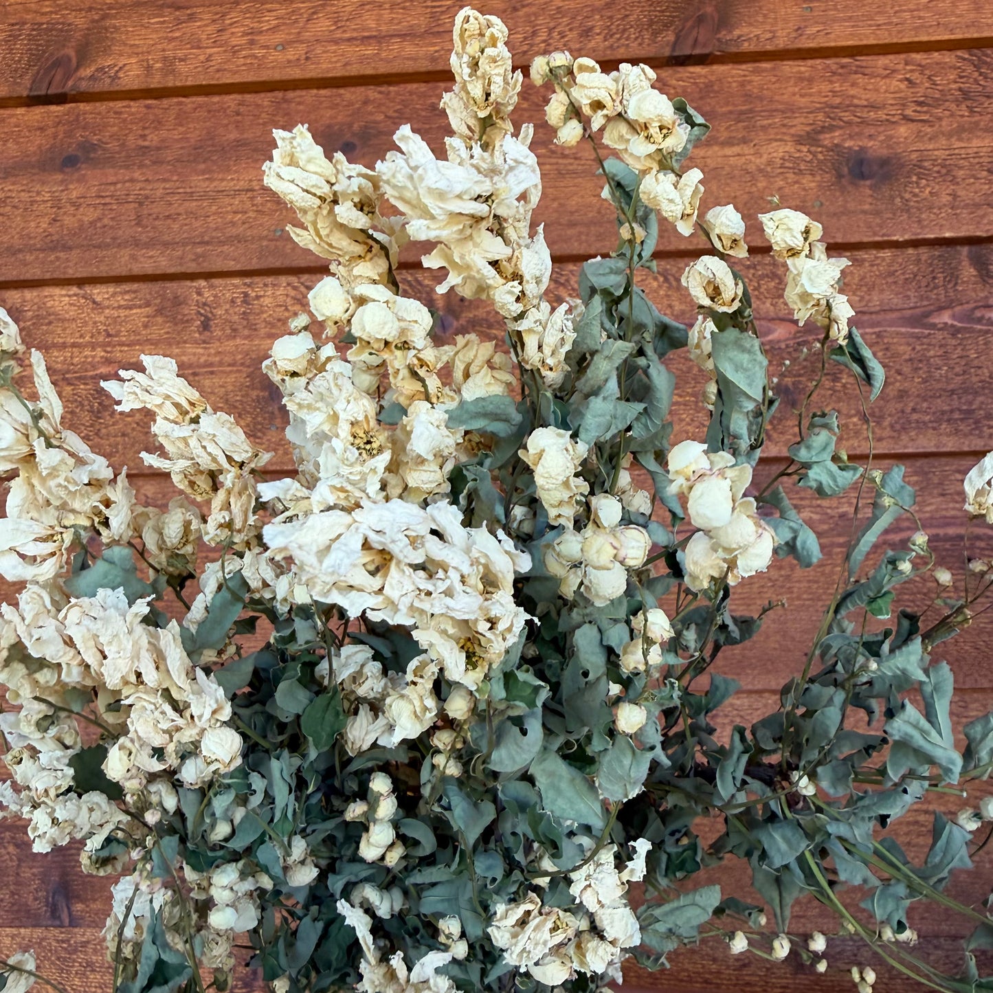 Pearl Bush