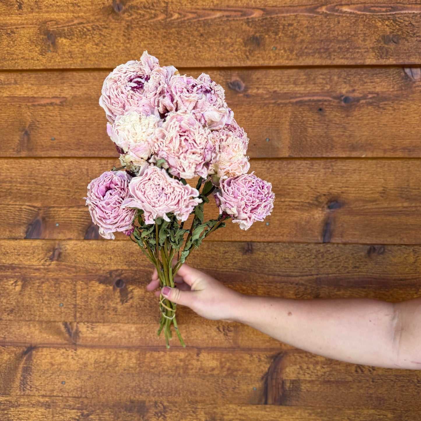 Peonies