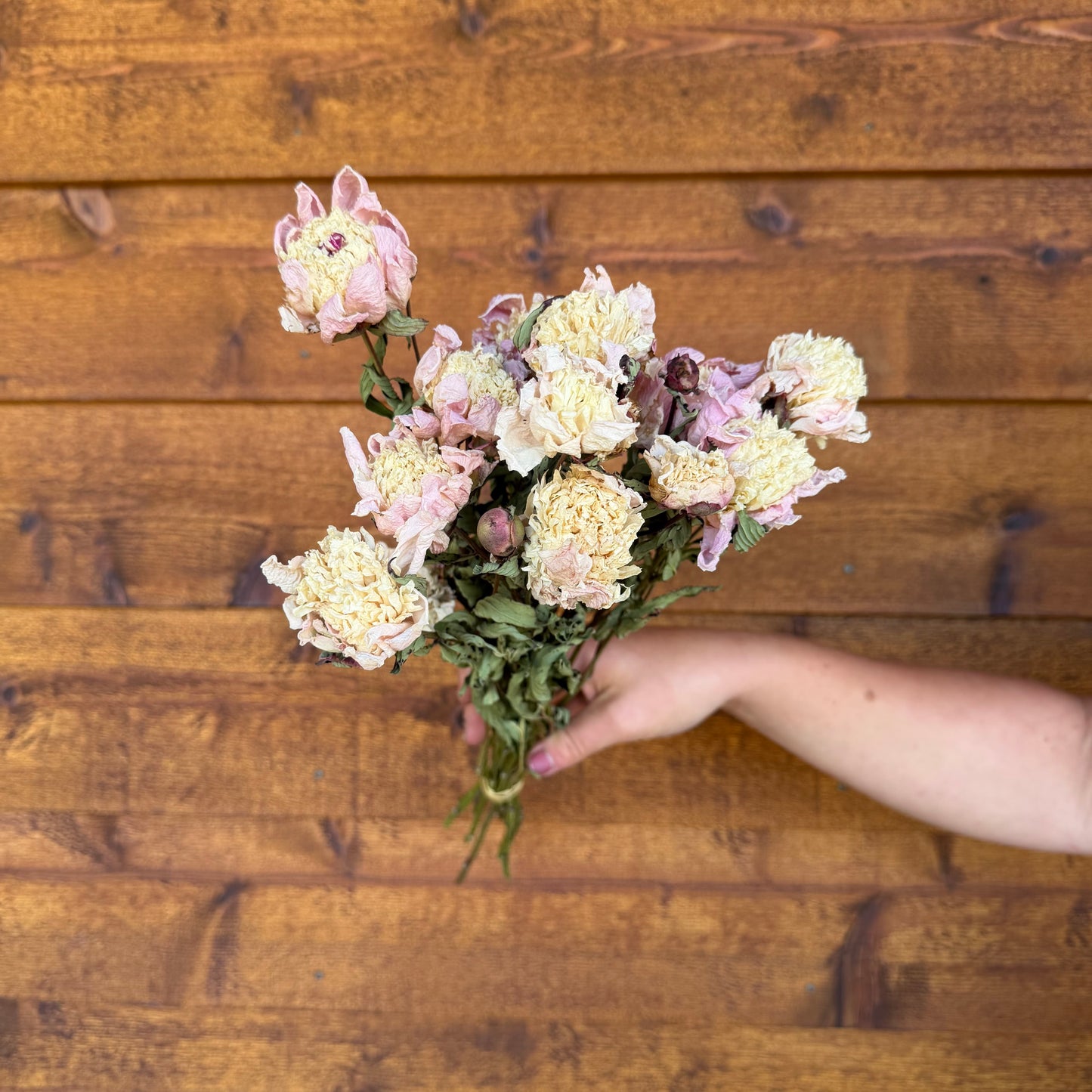 Peonies