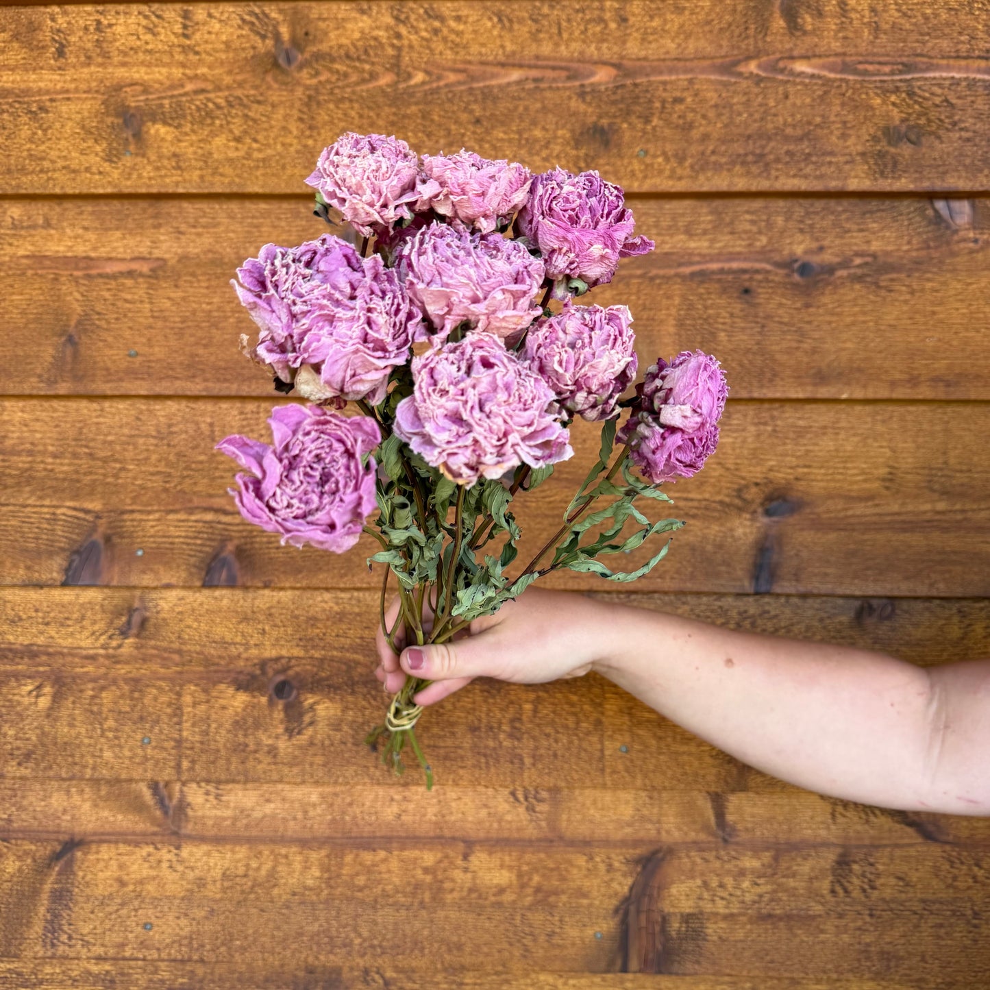 Peonies